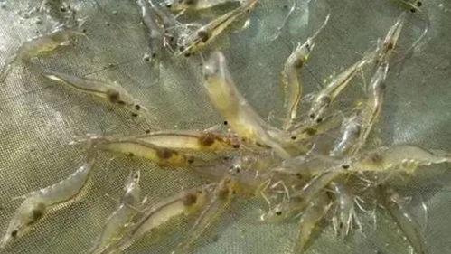 养殖对虾爆料怎么做的视频,视频揭秘高效养殖技巧 第3张 养殖对虾爆料怎么做的视频,视频揭秘高效养殖技巧 第3张